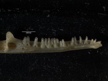 Media type: image;   Herpetology R-66857